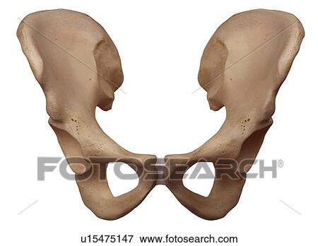 Human hip bone View Large Photo Image Stock Photo - Human hip bone. Fotosearch