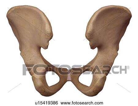 Human hip bone View Large Photo Image Stock Photograph - Human hip bone. Fotosearch