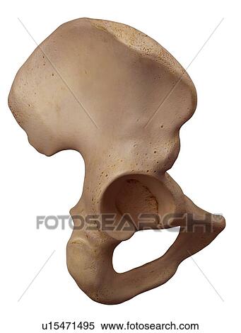 Human hip bone View Large Photo Image Stock Photography - Human hip bone. Fotosearch