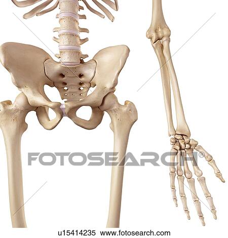 Stock Photography - Human hip bones. Fotosearch