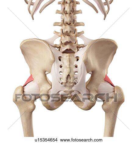 Human hip ligaments View Large Photo Image Picture - Human hip ligaments. Fotosearch