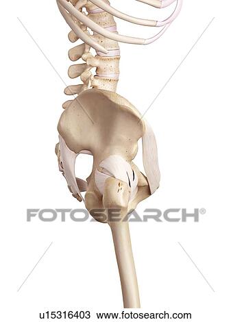 Human hip ligaments View Large Photo Image Stock Image - Human hip ligaments. Fotosearch