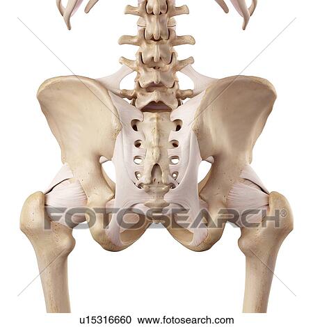 Stock Image - Human hip ligaments. Fotosearch