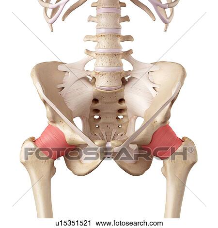Human hip ligaments View Large Photo Image Stock Image - Human hip ligaments. Fotosearch
