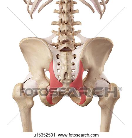 Human hip ligaments View Large Photo Image Stock Image - Human hip ligaments. Fotosearch