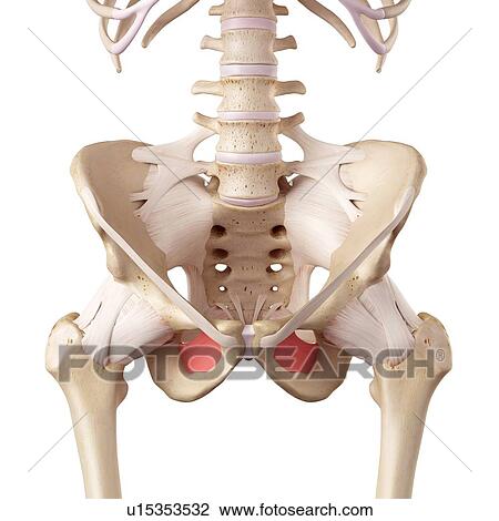 Human hip ligaments View Large Photo Image Stock Image - Human hip ligaments. Fotosearch