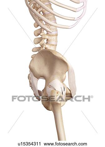 Stock Image - Human hip ligaments. Fotosearch