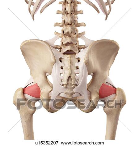 Stock Photo - Human hip ligaments. Fotosearch