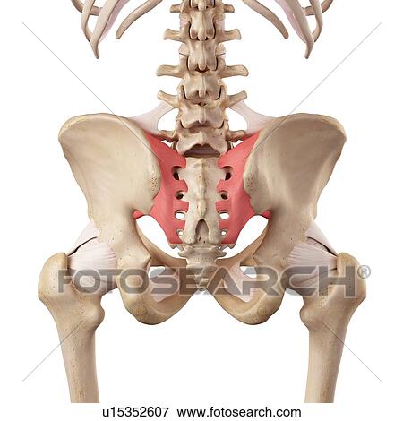 Human hip ligaments View Large Photo Image Stock Photo - Human hip ligaments. Fotosearch