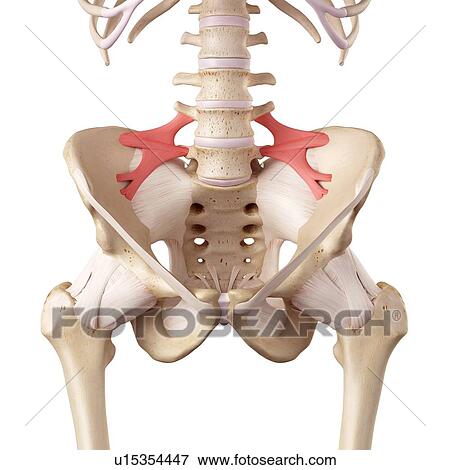 Stock Photo - Human hip ligaments. Fotosearch