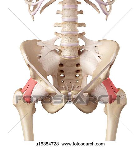 Human hip ligaments View Large Photo Image Stock Photo - Human hip ligaments. Fotosearch