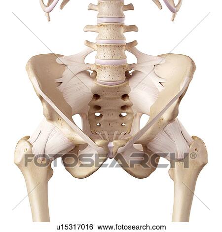Human hip ligaments View Large Photo Image Stock Photograph - Human hip ligaments. Fotosearch