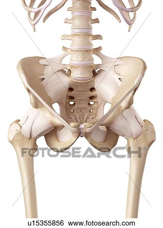 Stock Photograph - Human hip ligaments. Fotosearch