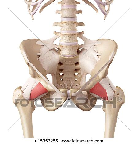 Human hip ligaments View Large Photo Image Stock Photography - Human hip ligaments. Fotosearch