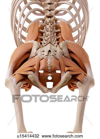 Stock Image - Human hip muscles. Fotosearch
