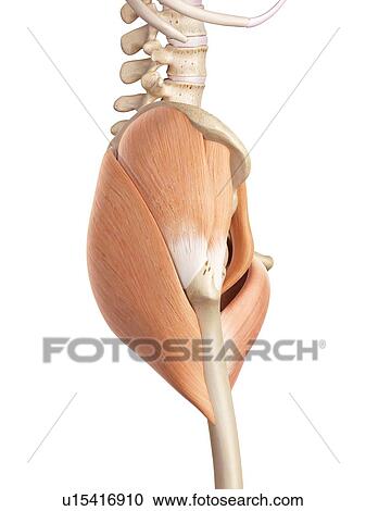 Human hip muscles View Large Photo Image Stock Image - Human hip muscles. Fotosearch