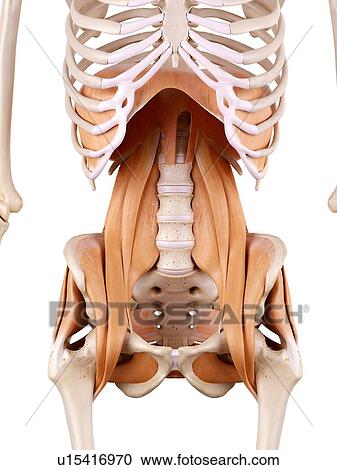 Human hip muscles View Large Photo Image Stock Image - Human hip muscles. Fotosearch