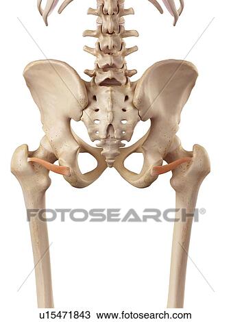 Human hip muscles View Large Photo Image Stock Image - Human hip muscles. Fotosearch