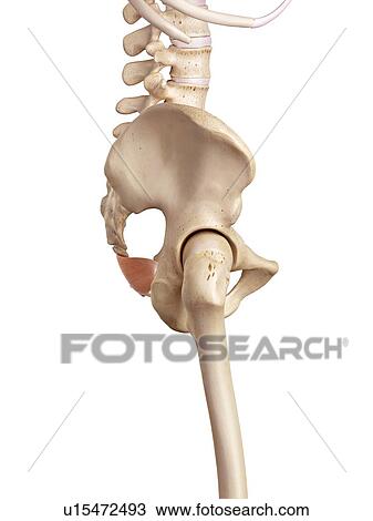 Stock Image - Human hip muscles. Fotosearch