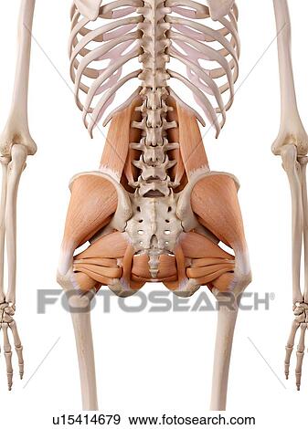 Human hip muscles View Large Photo Image Stock Photo - Human hip muscles. Fotosearch