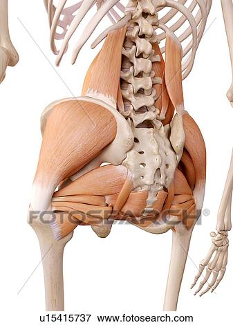 Stock Photo - Human hip muscles. Fotosearch