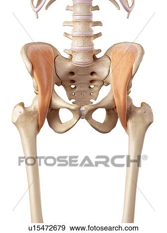 Human hip muscles View Large Photo Image Stock Photo - Human hip muscles. Fotosearch