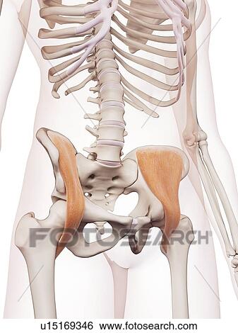 Human hip muscles View Large Photo Image Stock Photograph - Human hip muscles. Fotosearch