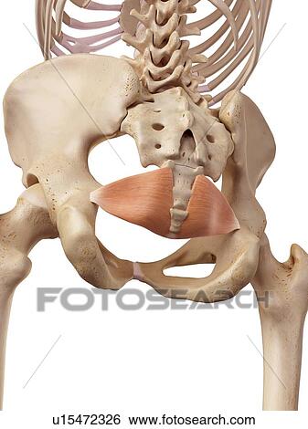 Human hip muscles View Large Photo Image Stock Photograph - Human hip muscles. Fotosearch