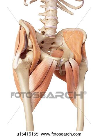 Human hip muscles View Large Photo Image Stock Photography - Human hip muscles. Fotosearch