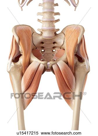 Stock Photography - Human hip muscles. Fotosearch