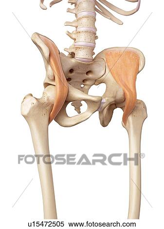 Human hip muscles View Large Photo Image Stock Photography - Human hip muscles. Fotosearch