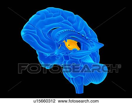 Human intestine View Large Photo Image Stock Image - Human intestine. Fotosearch