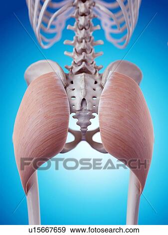 Human intestine View Large Photo Image Stock Photo - Human intestine. Fotosearch