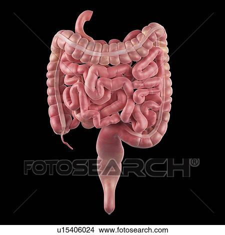 Picture - Human intestines. Fotosearch