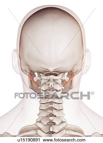 Human jaw muscles View Large Photo Image Stock Image - Human jaw muscles. Fotosearch