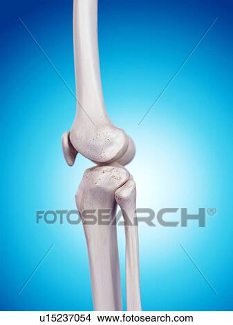 Human knee anatomy View Large Photo Image Picture - Human knee anatomy. Fotosearch