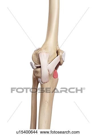 Human knee anatomy View Large Photo Image Picture - Human knee anatomy. Fotosearch