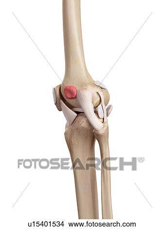 Human knee anatomy View Large Photo Image Picture - Human knee anatomy. Fotosearch