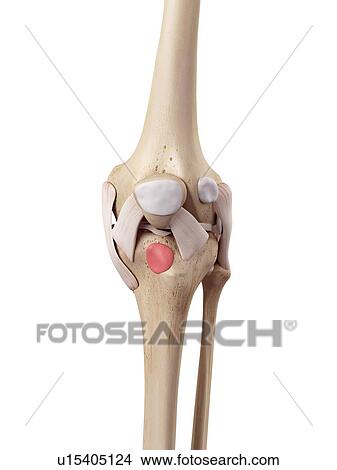 Human knee anatomy View Large Photo Image Picture - Human knee anatomy. Fotosearch