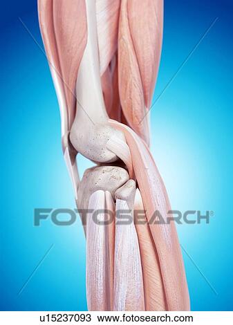 Stock Image - Human knee anatomy. Fotosearch