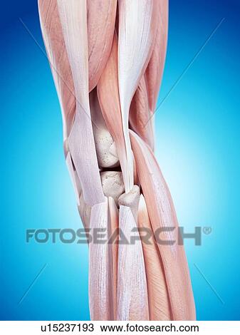 Stock Image - Human knee anatomy. Fotosearch