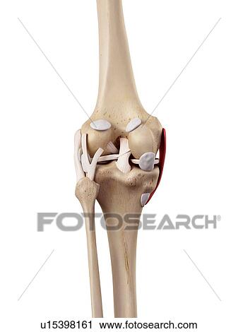 Human knee anatomy View Large Photo Image Stock Image - Human knee anatomy. Fotosearch