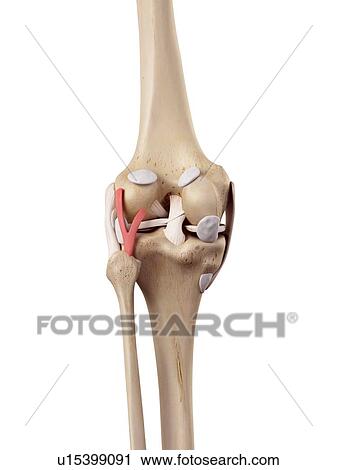 Stock Image - Human knee anatomy. Fotosearch