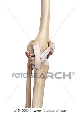 Human knee anatomy View Large Photo Image Stock Image - Human knee anatomy. Fotosearch