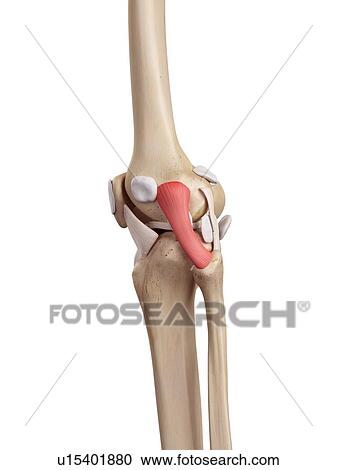 Human knee anatomy View Large Photo Image Stock Image - Human knee anatomy. Fotosearch