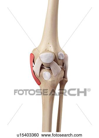 Human knee anatomy View Large Photo Image Stock Image - Human knee anatomy. Fotosearch