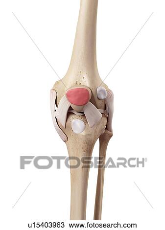 Stock Image - Human knee anatomy. Fotosearch