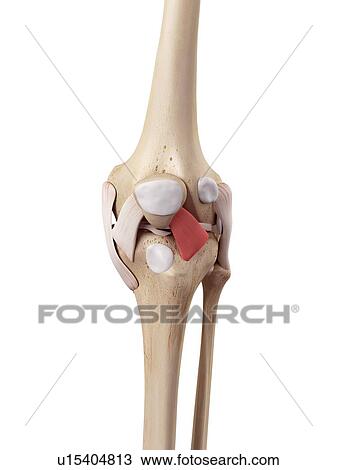 Stock Image - Human knee anatomy. Fotosearch