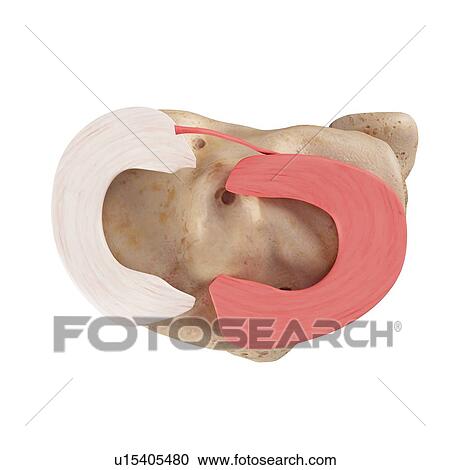 Stock Image - Human knee anatomy. Fotosearch