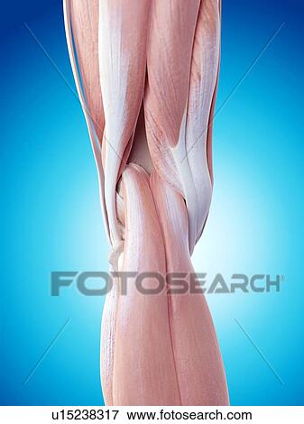 Stock Photo - Human knee anatomy. Fotosearch